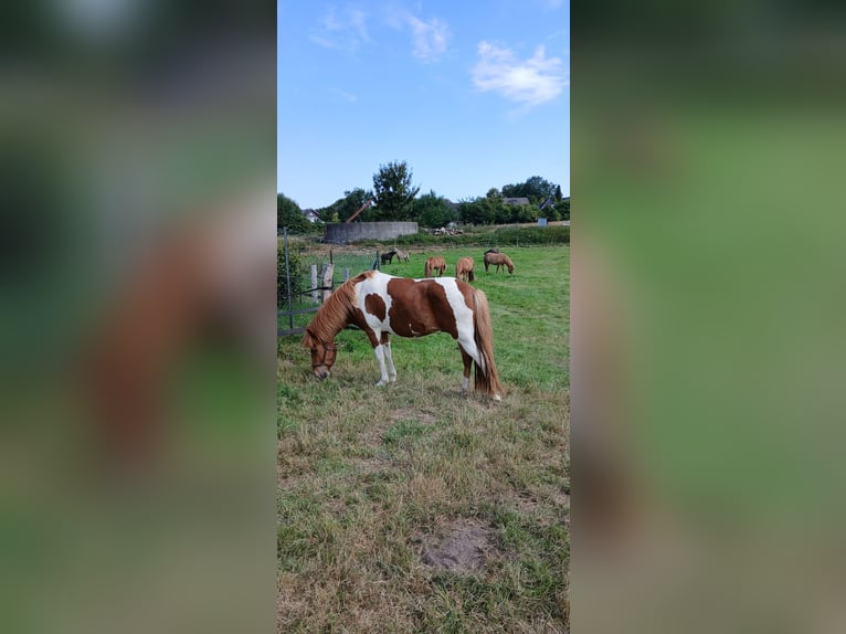 Caballos islandeses Caballo castrado 5 años 140 cm Pío in Bebensee
