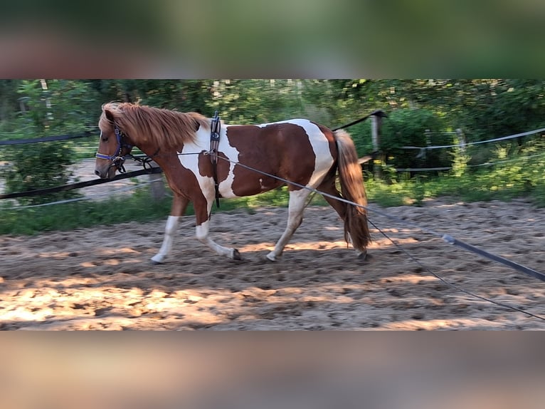 Caballos islandeses Caballo castrado 5 años 140 cm Pío in Bebensee