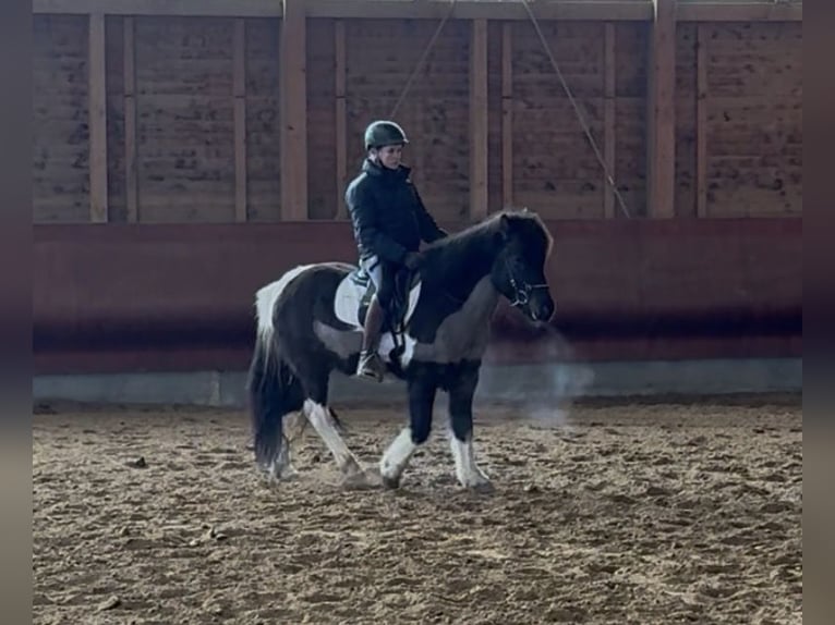 Caballos islandeses Caballo castrado 5 años 141 cm Pío in Achstetten