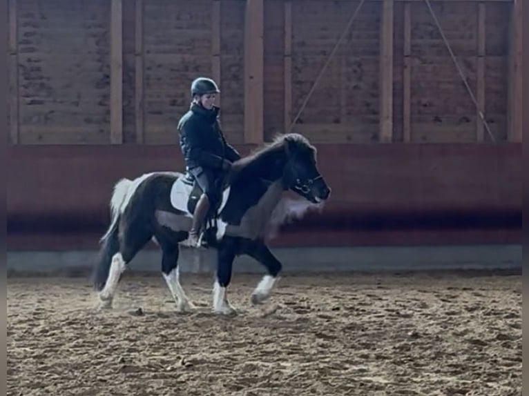 Caballos islandeses Caballo castrado 5 años 141 cm Pío in Achstetten