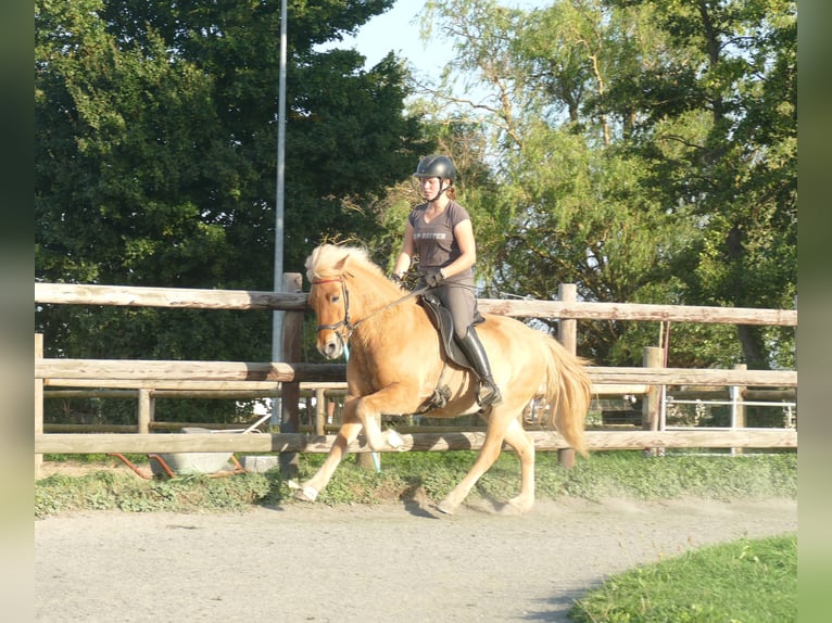 Caballos islandeses Caballo castrado 5 años 142 cm Bayo in Euskirchen