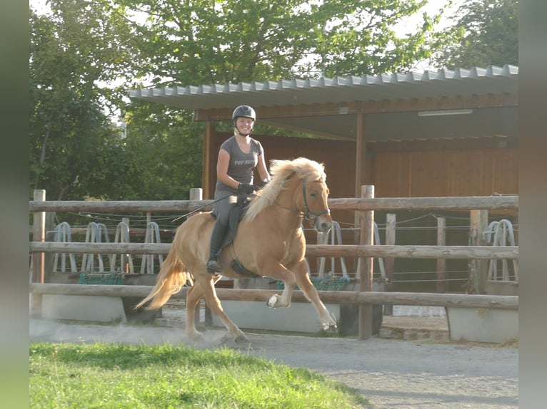 Caballos islandeses Caballo castrado 5 años 142 cm Bayo in Euskirchen