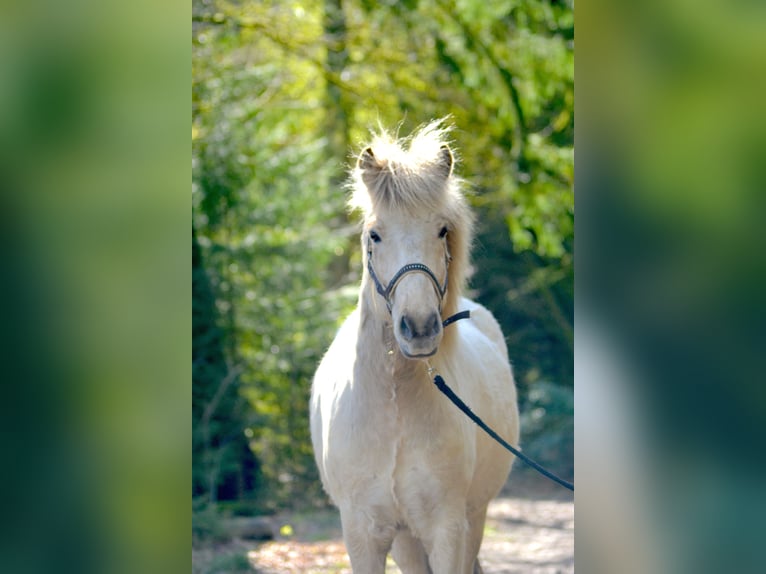 Caballos islandeses Caballo castrado 5 años 142 cm Bayo in Satrup