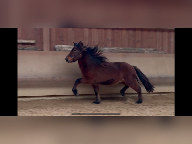 Caballos islandeses Caballo castrado 5 años 142 cm Castaño in Fronreute