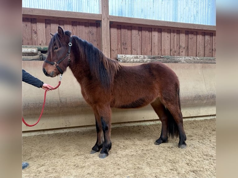 Caballos islandeses Caballo castrado 5 años 142 cm Castaño in Fronreute