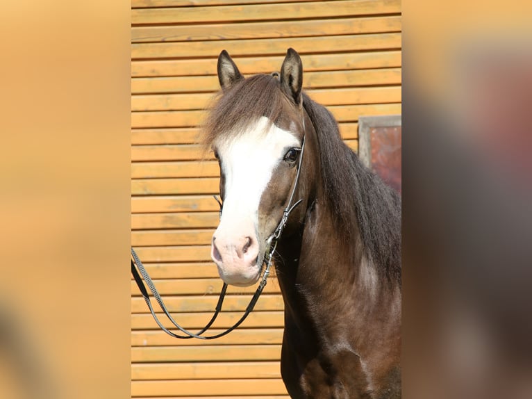 Caballos islandeses Caballo castrado 5 años 142 cm Negro in Soltau