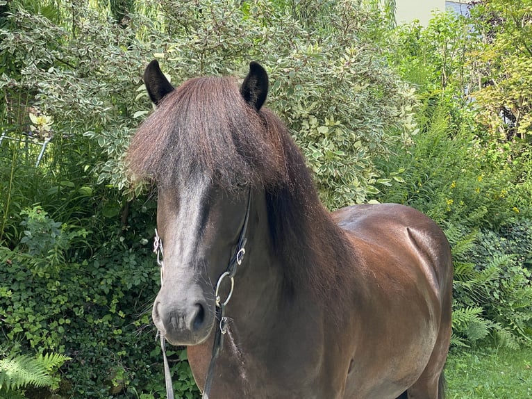 Caballos islandeses Caballo castrado 5 años 142 cm Negro in Lautertal