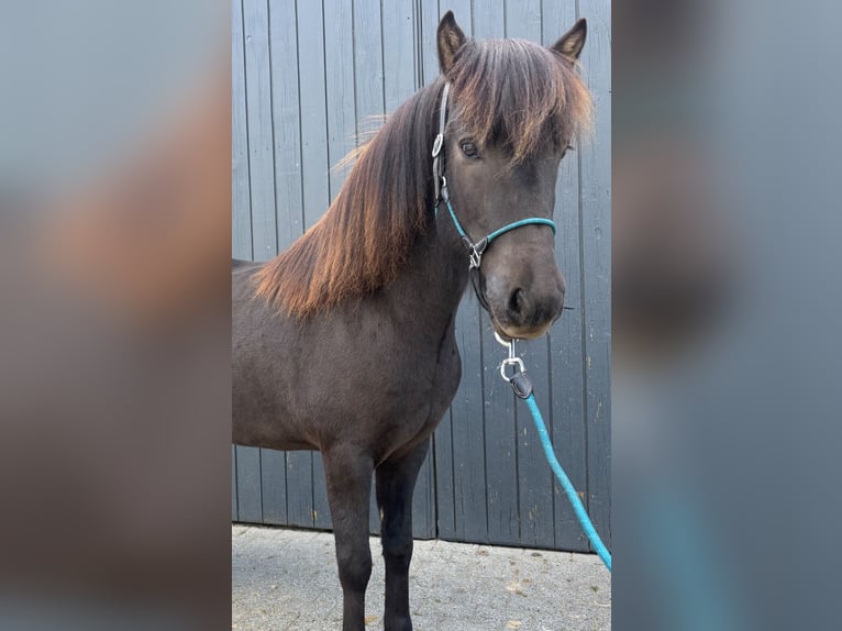 Caballos islandeses Caballo castrado 5 años 142 cm Negro in Overath