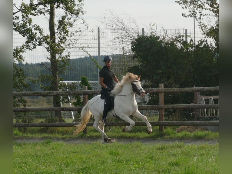 Caballos islandeses Caballo castrado 5 años 142 cm Pío in Euskirchen