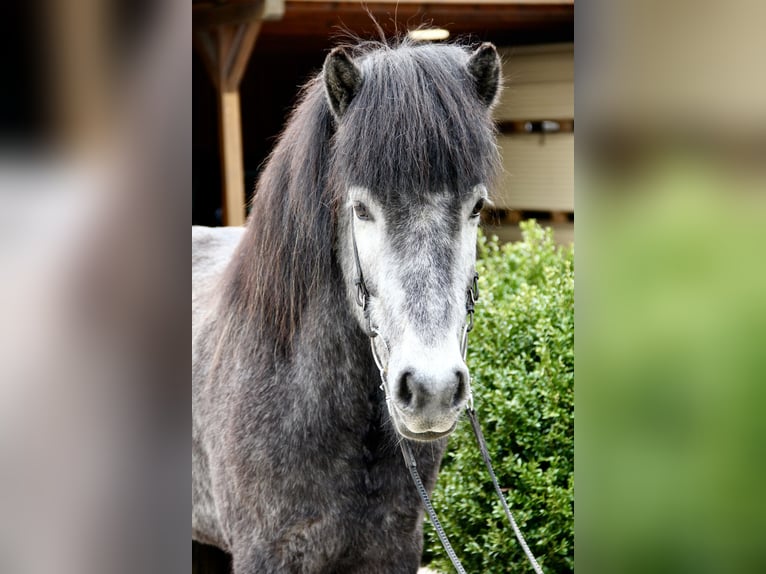 Caballos islandeses Caballo castrado 5 años 142 cm Tordillo negro in Soltau