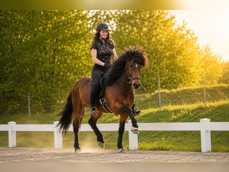 Caballos islandeses Caballo castrado 5 años 143 cm Castaño in Lehmrade