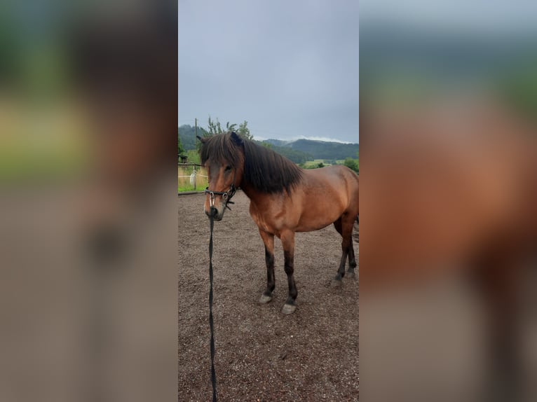 Caballos islandeses Caballo castrado 5 años 143 cm Castaño oscuro in Emmendingen