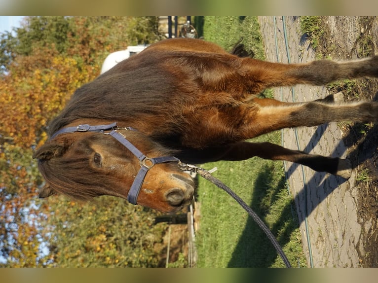 Caballos islandeses Caballo castrado 5 años 143 cm Castaño oscuro in Emmendingen