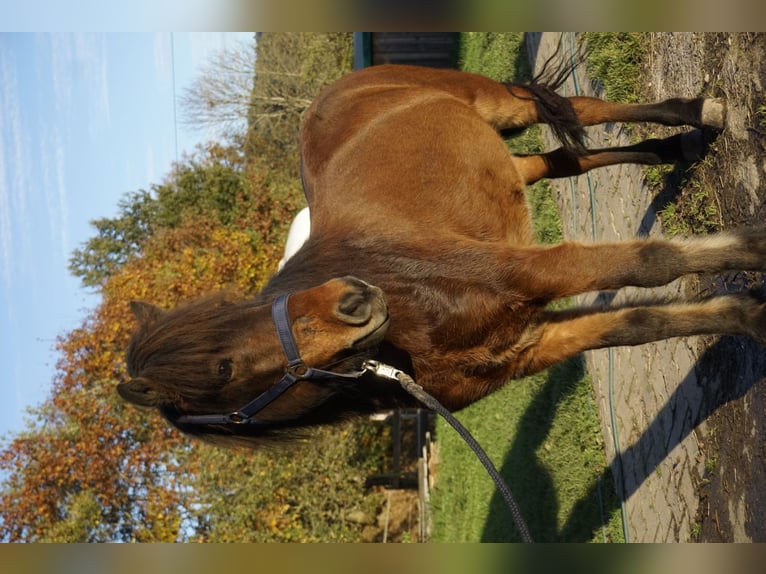 Caballos islandeses Caballo castrado 5 años 143 cm Castaño oscuro in Emmendingen