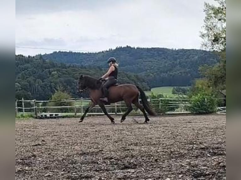 Caballos islandeses Caballo castrado 5 años 143 cm Castaño oscuro in Emmendingen