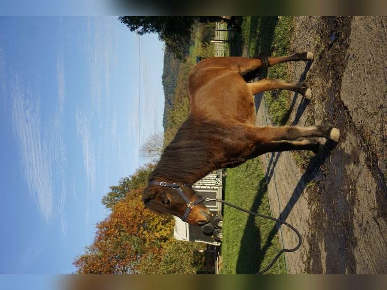 Caballos islandeses Caballo castrado 5 años 143 cm Castaño oscuro in Emmendingen