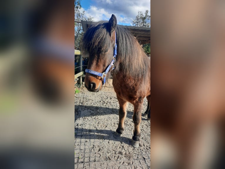 Caballos islandeses Caballo castrado 5 años 143 cm Castaño oscuro in Emmendingen