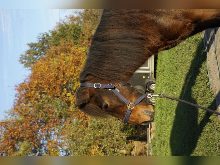 Caballos islandeses Caballo castrado 5 años 143 cm Castaño oscuro in Emmendingen