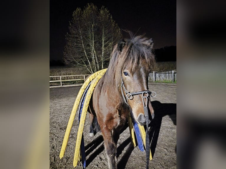 Caballos islandeses Caballo castrado 5 años 143 cm Castaño oscuro in Emmendingen