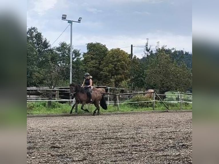 Caballos islandeses Caballo castrado 5 años 143 cm Castaño oscuro in Emmendingen