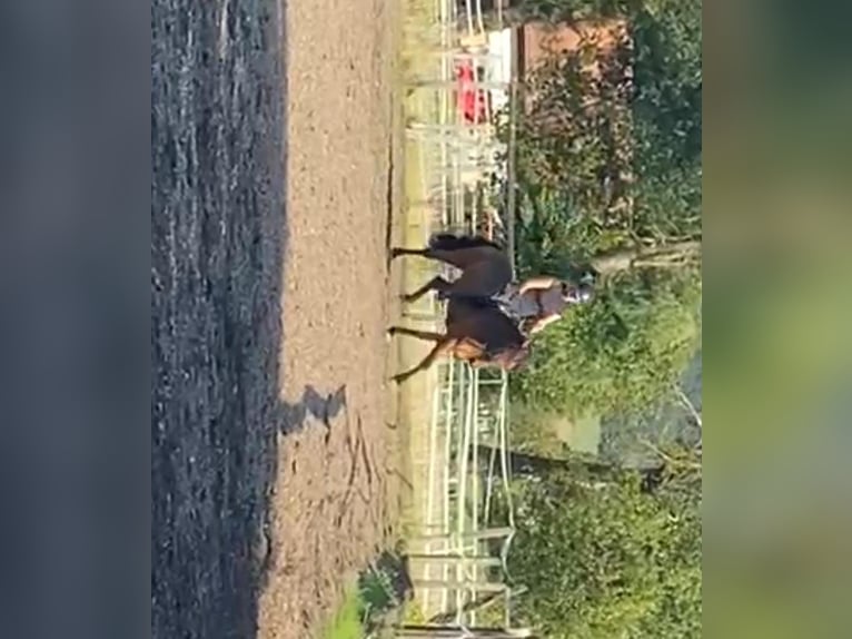 Caballos islandeses Caballo castrado 5 años 143 cm Castaño oscuro in Emmendingen