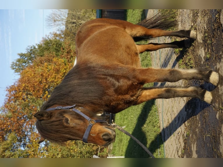 Caballos islandeses Caballo castrado 5 años 143 cm Castaño oscuro in Emmendingen