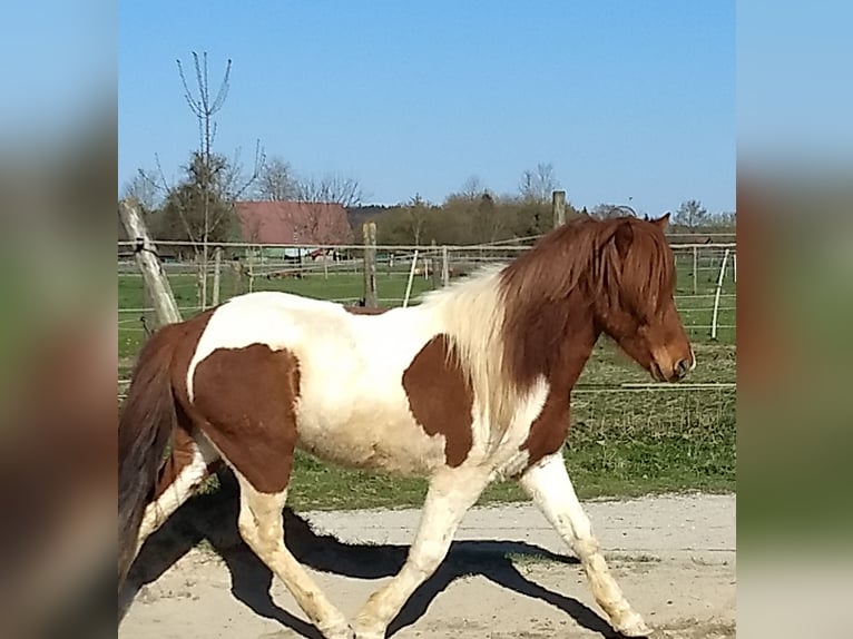 Caballos islandeses Caballo castrado 5 años 143 cm Pío in Neu-Ulm