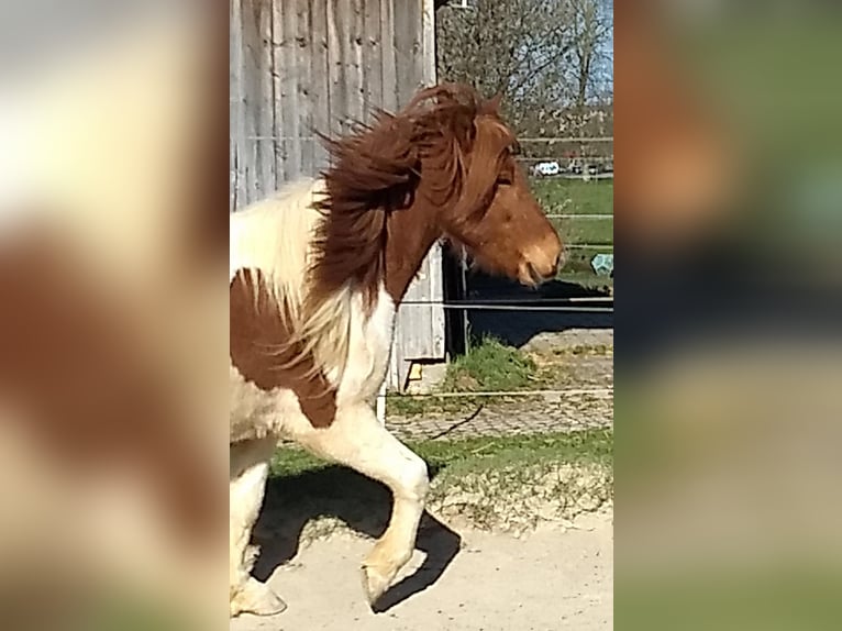 Caballos islandeses Caballo castrado 5 años 143 cm Pío in Neu-Ulm