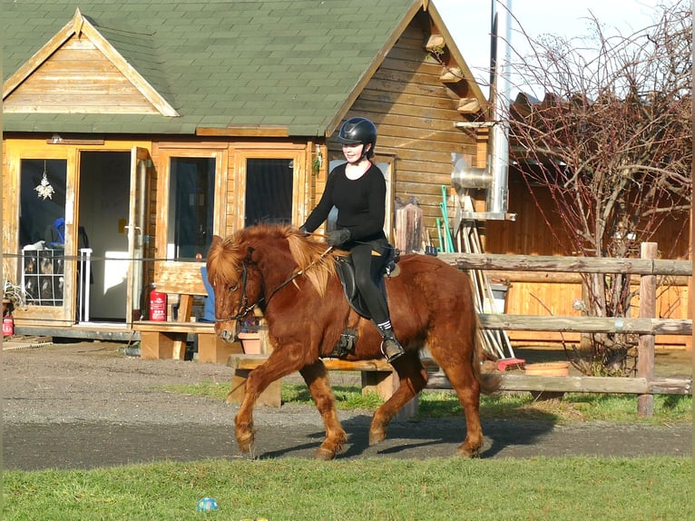 Caballos islandeses Caballo castrado 5 años 144 cm Alazán in Euskirchen