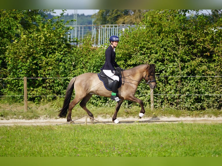 Caballos islandeses Caballo castrado 5 años 144 cm Bayo in Bobingen