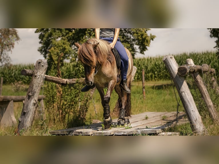 Caballos islandeses Caballo castrado 5 años 144 cm Bayo in Bobingen