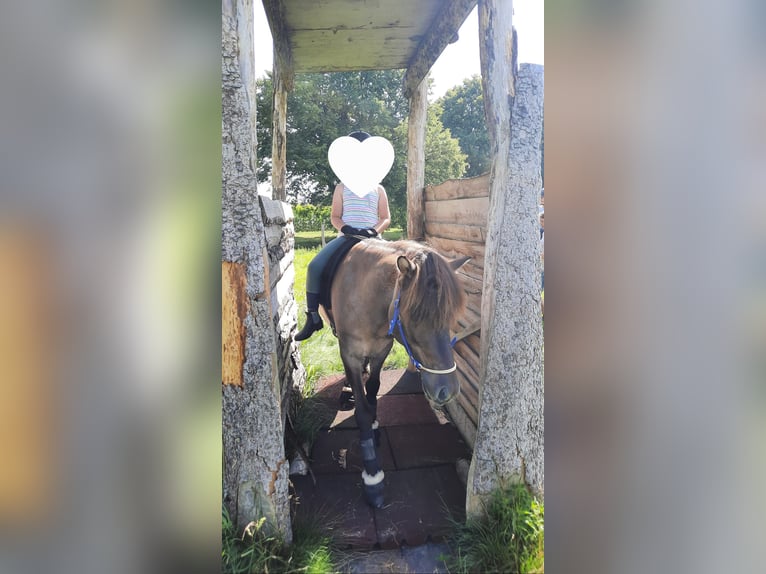 Caballos islandeses Caballo castrado 5 años 144 cm Bayo in Bobingen