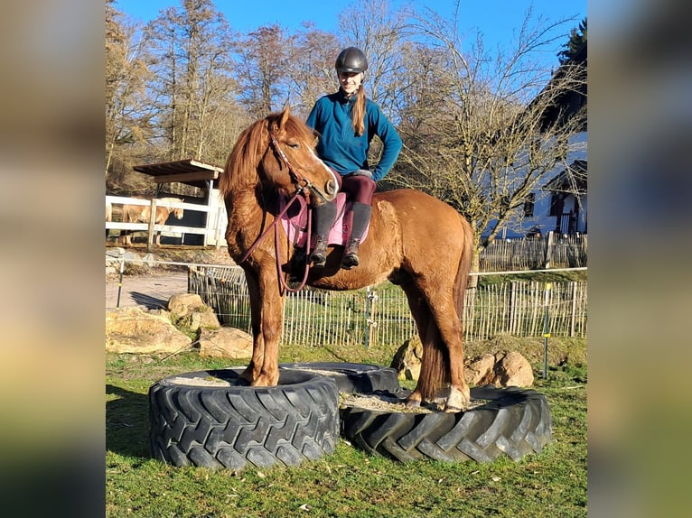 Caballos islandeses Mestizo Caballo castrado 5 años 145 cm Alazán in Bayerbach