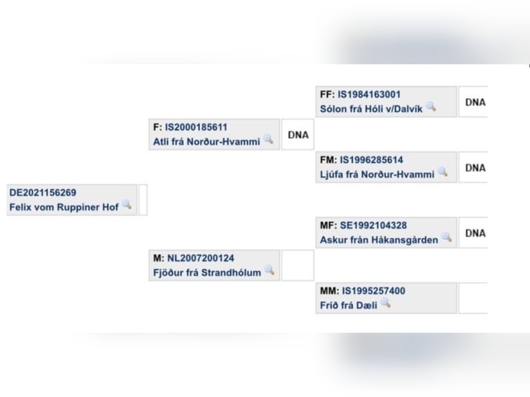 Caballos islandeses Caballo castrado 5 años 145 cm Negro in Melle