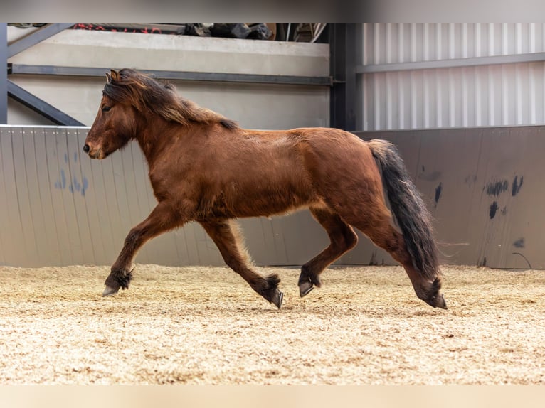 Caballos islandeses Caballo castrado 5 años 146 cm Bayo in Lehmrade