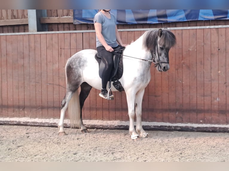 Caballos islandeses Caballo castrado 5 años 146 cm Musgo in Lindlar