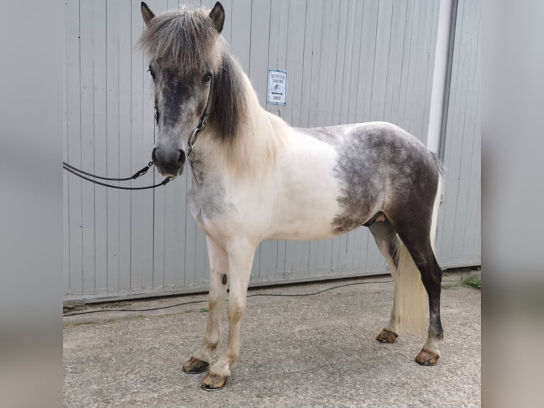 Caballos islandeses Caballo castrado 5 años 146 cm Musgo in Lindlar