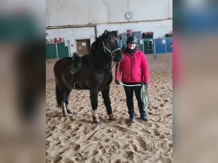 Caballos islandeses Caballo castrado 5 años 147 cm Negro in Euskirchen