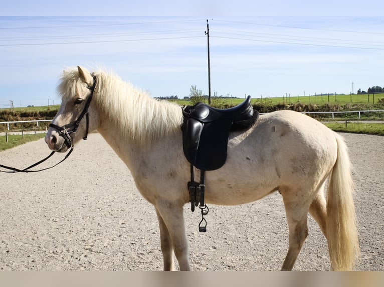 Caballos islandeses Caballo castrado 5 años 147 cm Palomino in Straßwalchen