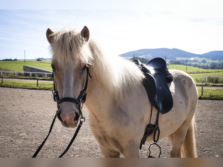 Caballos islandeses Caballo castrado 5 años 147 cm Palomino in Straßwalchen