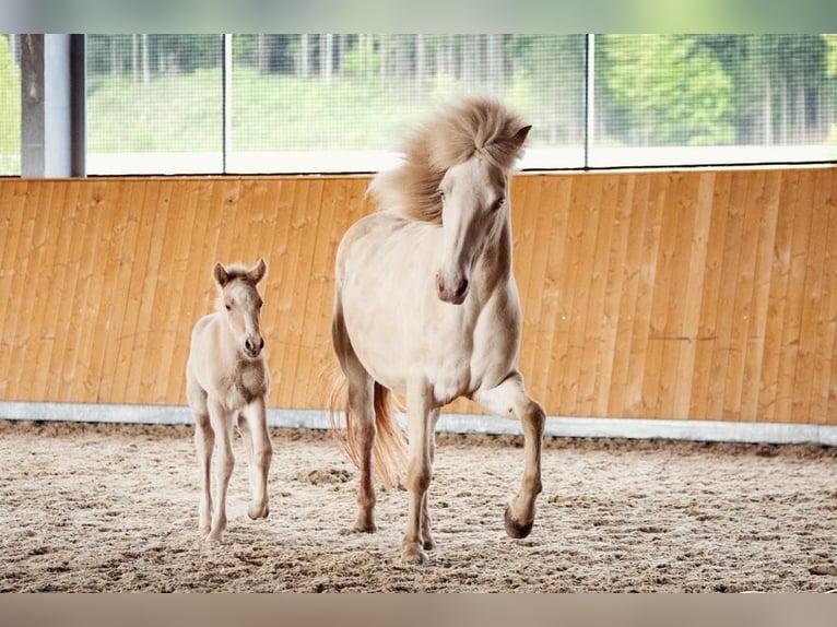 Caballos islandeses Caballo castrado 5 años 147 cm Palomino in Straßwalchen