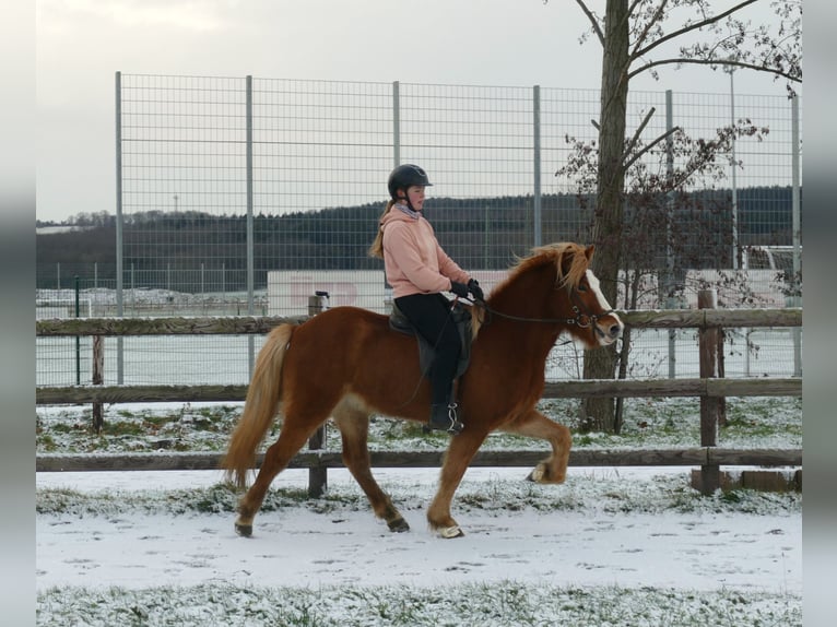 Caballos islandeses Caballo castrado 5 años 150 cm Alazán in Euskirchen