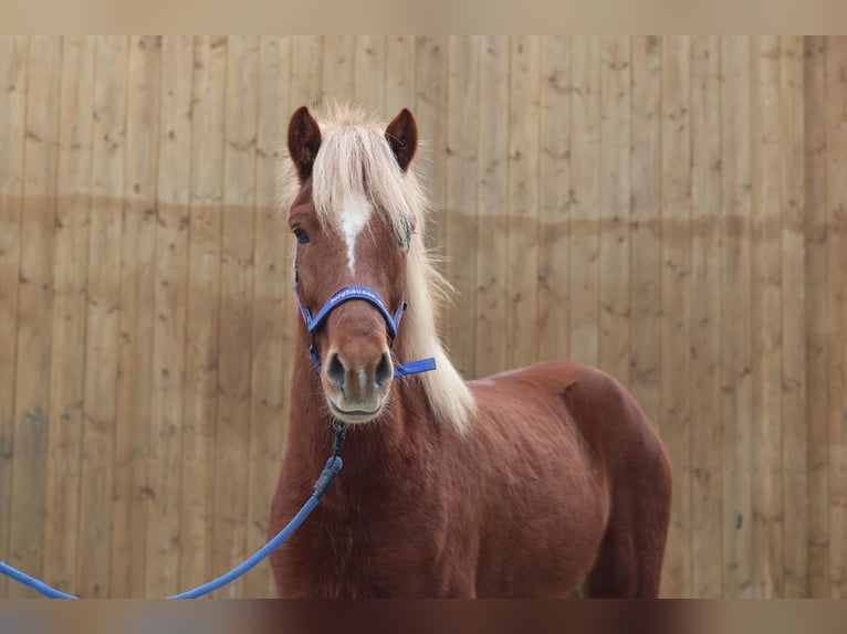 Caballos islandeses Caballo castrado 5 años Alazán in Straßwalchen