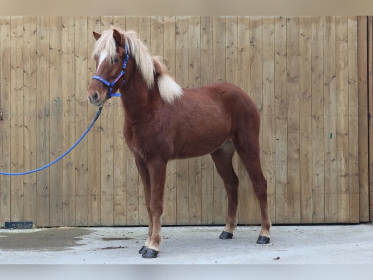 Caballos islandeses Caballo castrado 5 años Alazán in Straßwalchen