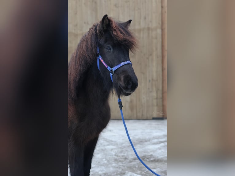 Caballos islandeses Caballo castrado 5 años Negro in Straßwalchen