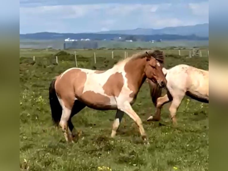 Caballos islandeses Caballo castrado 5 años Pío in Südisland