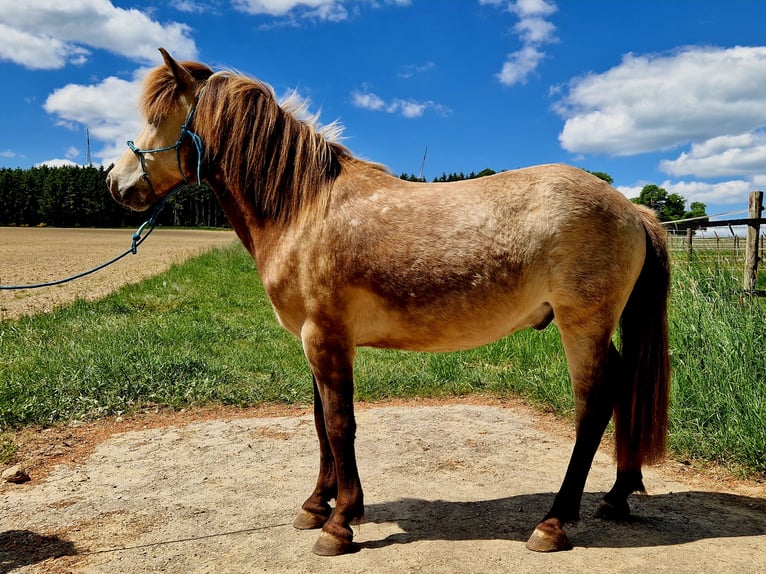 Caballos islandeses Caballo castrado 6 años 133 cm Bayo in Laubach
