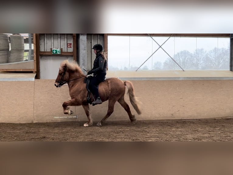 Caballos islandeses Caballo castrado 6 años 135 cm Bayo in Stapelfeld