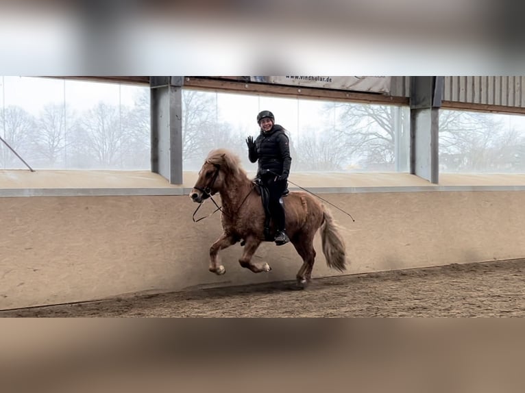 Caballos islandeses Caballo castrado 6 años 135 cm Bayo in Stapelfeld