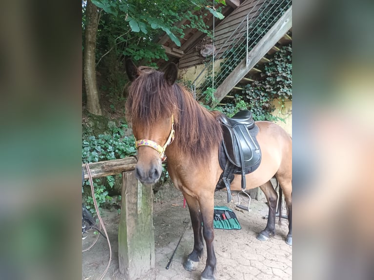 Caballos islandeses Caballo castrado 6 años 135 cm Castaño in Haslach